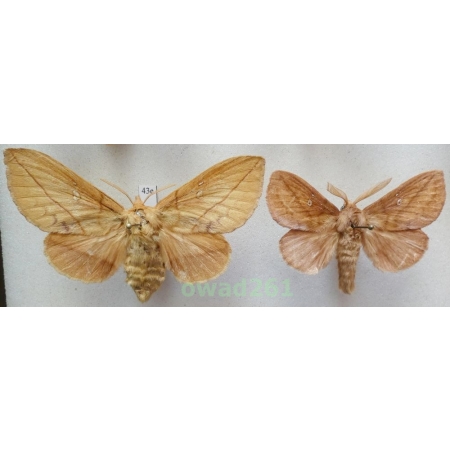 Euthrix potatoria (Linnaeus, 1758) pair Poland43e